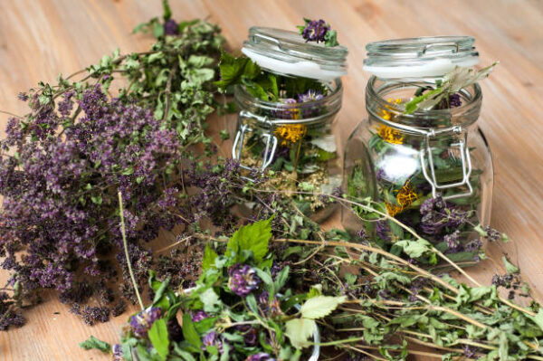 Collection of dried herbs close up